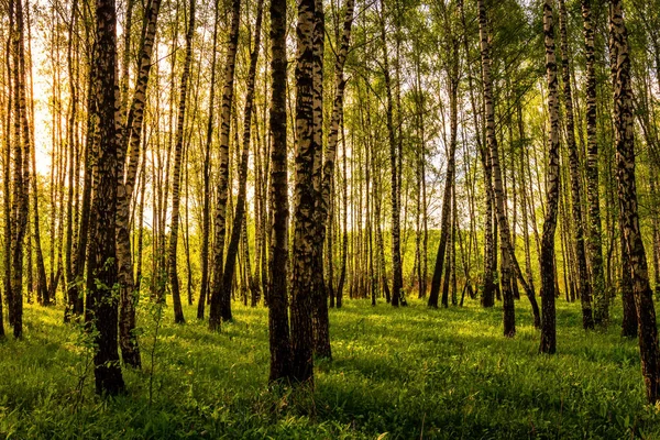 Sonnenaufgang Oder Sonnenuntergang Einem Frühlingshaften Birkenwald Mit Sonnenstrahlen Die Durch — Stockfoto