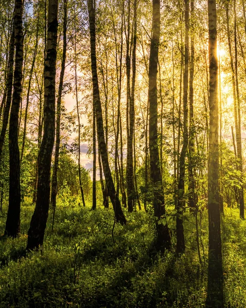 Sunrise Sunset Spring Birch Forest Rays Sun Shining Tree Trunks — Stock Photo, Image