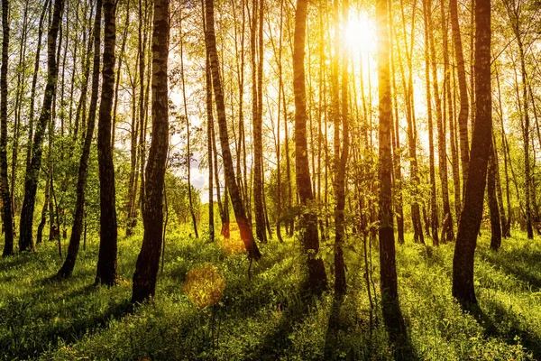 Zonsopkomst Zonsondergang Een Lente Berkenbos Met Zonnestralen Die Door Boomstammen — Stockfoto