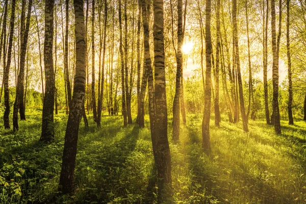 Sonnenaufgang Oder Sonnenuntergang Einem Frühlingshaften Birkenwald Mit Sonnenstrahlen Die Durch — Stockfoto