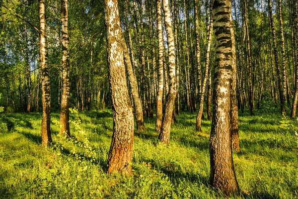Летний Березовый Лес Молодыми Зелеными Листьями Светящимися Солнце Траве — стоковое фото