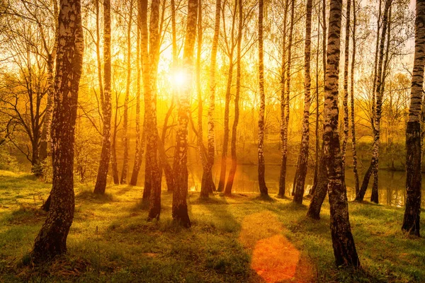 Sonnenaufgang Einem Teich Mit Birken Ufer Und Nebel Über Dem — Stockfoto