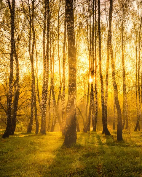 Salida Del Sol Cerca Estanque Con Abedules Orilla Niebla Sobre —  Fotos de Stock