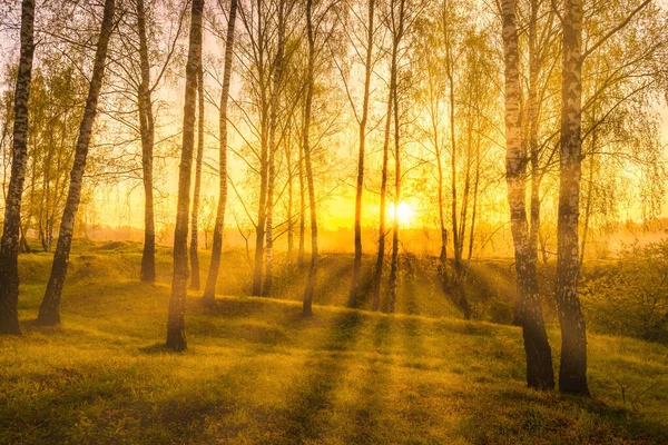 Soluppgång Eller Solnedgång Vårbjörkskog Med Solstrålar Som Skiner Genom Trädstammar — Stockfoto