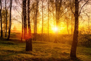Bahar huş ormanlarında gün doğumu ya da gün batımı. Ağaçların gövdelerinde parlayan güneş ışınları, gölgeler ve taze yeşil çimenler. Sisli sabah manzarası.