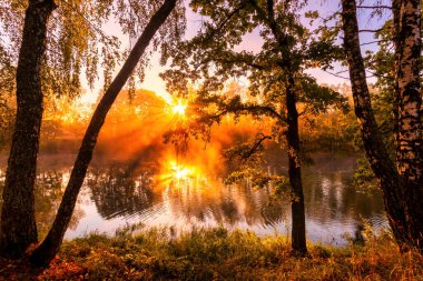 Sonbahar sabahı gölette altın sisli bir gün doğumu. Dalları kesen güneş ışınlı huş ağaçları suya yansıyor..