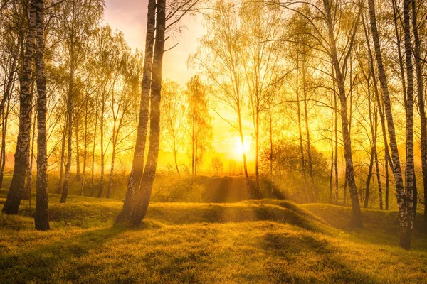 Soluppgång Eller Solnedgång Vårbjörkskog Med Solstrålar Som Skiner Genom Trädstammar — Stockfoto