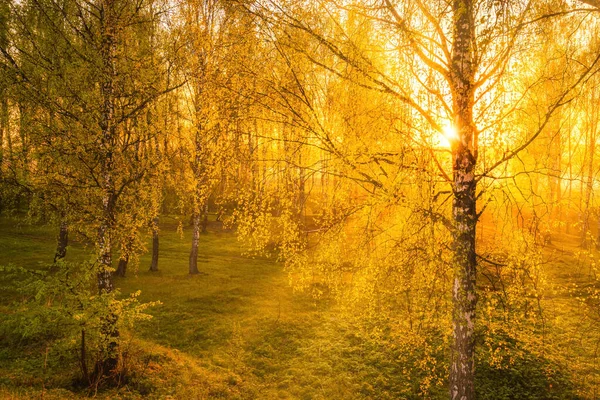 Sunrise Sunset Spring Birch Forest Rays Sun Shining Tree Trunks — Stock Photo, Image