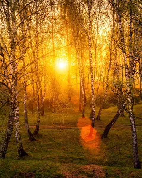 Lever Coucher Soleil Dans Une Forêt Bouleaux Printaniers Avec Des — Photo
