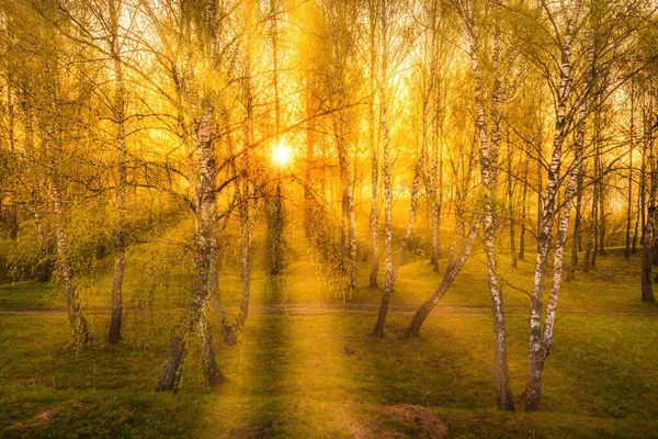 Wschód Lub Zachód Słońca Wiosennym Lesie Brzozowym Promieniami Słońca Świecącymi — Zdjęcie stockowe