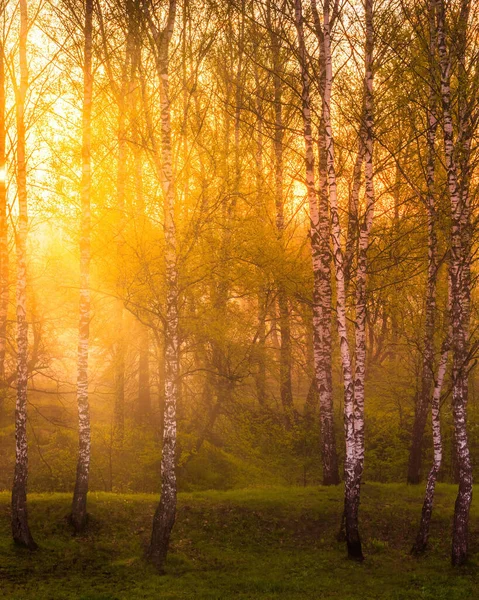 Sonnenaufgang Oder Sonnenuntergang Einem Frühlingshaften Birkenwald Mit Sonnenstrahlen Die Durch — Stockfoto