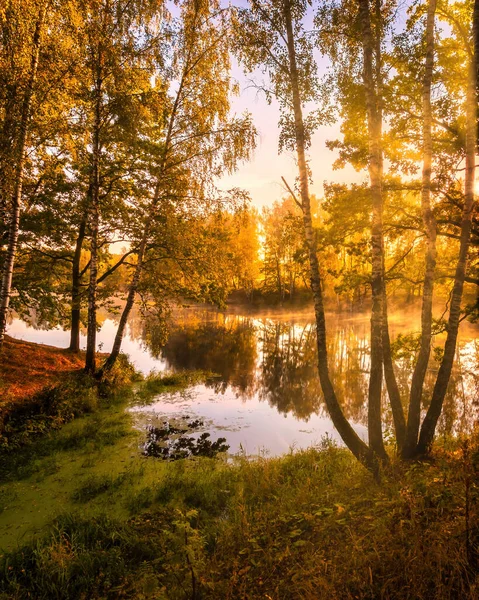 Nascer Sol Enevoado Dourado Lago Manhã Outono Vidoeiros Com Raios — Fotografia de Stock