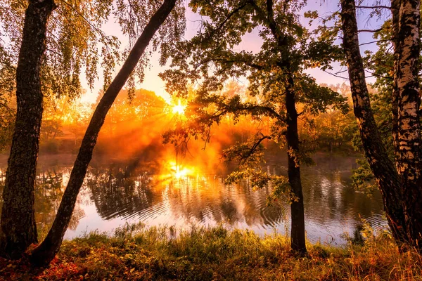 秋の朝に池の上に黄金の霧の日の出 枝を通して太陽の光が切断された白樺の木は 水に反映 — ストック写真
