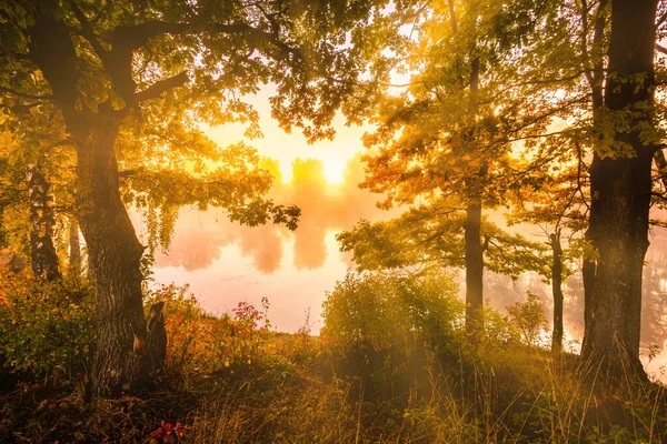 Goldener Nebliger Sonnenaufgang Auf Dem Teich Herbstmorgen Birken Mit Sonnenstrahlen — Stockfoto