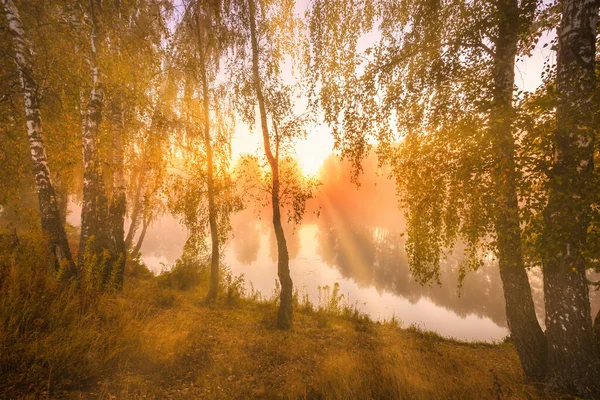 Golden Misty Sunrise Pond Autumn Morning Birch Trees Rays Sun — Stock Photo, Image