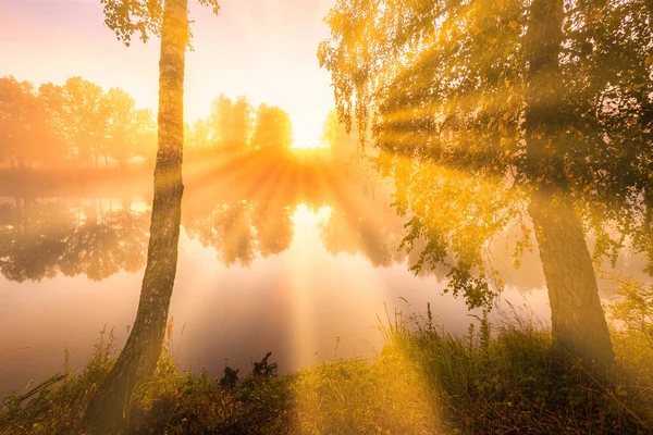 Nascer Sol Enevoado Dourado Lago Manhã Outono Vidoeiros Com Raios — Fotografia de Stock