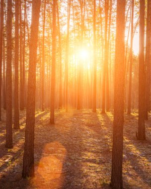 Gün batımında çam ağaçlarının gövdelerini aydınlatan güneş ışınları ya da sonbaharda ya da kışın ilk zamanlarında çam ormanlarında güneşin doğuşu.