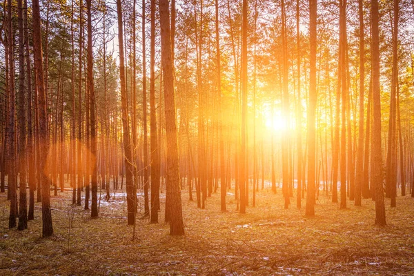 Solstrålar Belyser Stammarna Tallar Vid Solnedgång Eller Soluppgång Höst Eller — Stockfoto