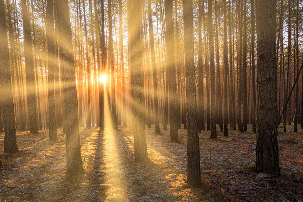 Sonnenstrahlen Beleuchten Die Stämme Der Kiefern Bei Sonnenuntergang Oder Sonnenaufgang — Stockfoto