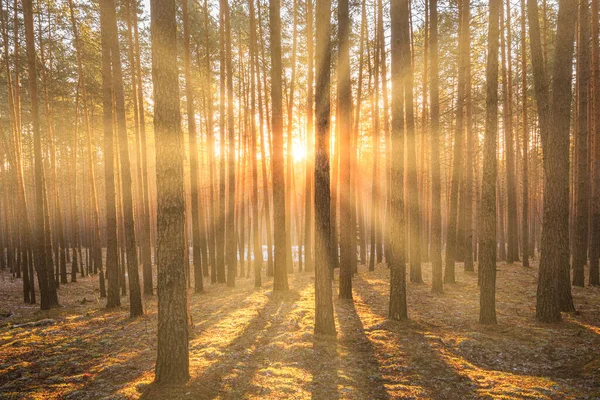 Rayos Sol Que Iluminan Los Troncos Los Pinos Atardecer Amanecer —  Fotos de Stock