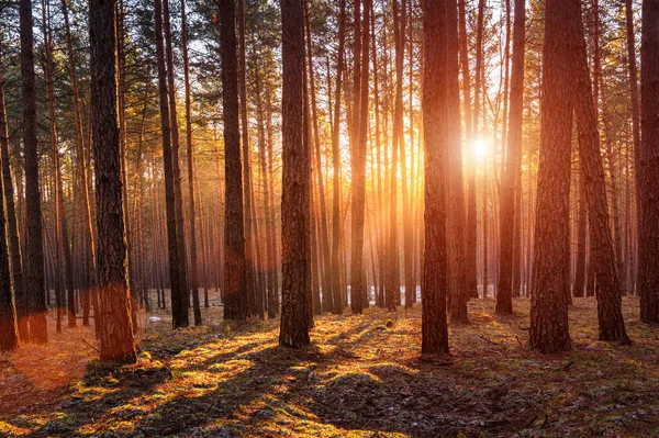 Rayos Sol Que Iluminan Los Troncos Los Pinos Atardecer Amanecer —  Fotos de Stock