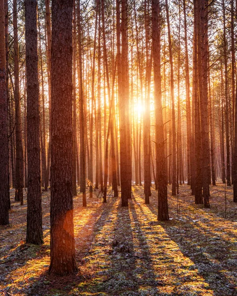 Sonnenstrahlen Beleuchten Die Stämme Der Kiefern Bei Sonnenuntergang Oder Sonnenaufgang — Stockfoto