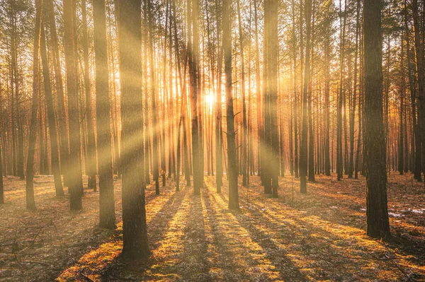 Sonnenstrahlen Beleuchten Die Stämme Der Kiefern Bei Sonnenuntergang Oder Sonnenaufgang — Stockfoto