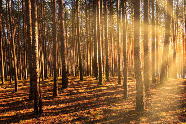 Sunbeams illuminating the trunks of pine trees at sunset or sunrise in an autumn or early winter pine forest.