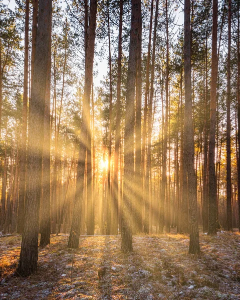 Sonnenstrahlen Beleuchten Die Stämme Der Kiefern Bei Sonnenuntergang Oder Sonnenaufgang — Stockfoto