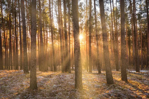 Sonnenstrahlen Beleuchten Die Stämme Der Kiefern Bei Sonnenuntergang Oder Sonnenaufgang — Stockfoto