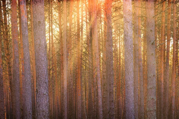 Солнечные Лучи Освещающие Стволы Сосен Закате Восходе Солнца Осеннем Раннем — стоковое фото