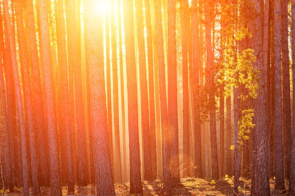 Sunbeams Illuminating Trunks Pine Trees Sunset Sunrise Autumn Early Winter — Zdjęcie stockowe