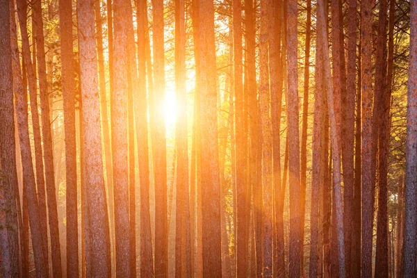 Sunbeams Illuminating Trunks Pine Trees Sunset Sunrise Autumn Early Winter — Zdjęcie stockowe