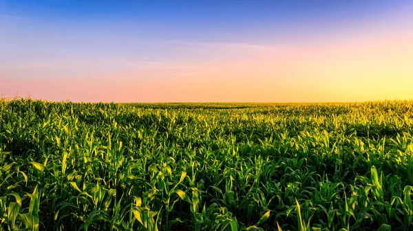 Rangées Jeunes Maïs Dans Champ Agricole Coucher Lever Soleil Paysage — Photo