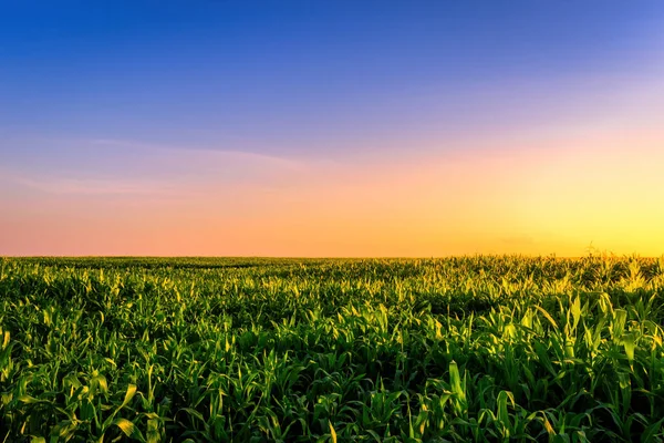 Rangées Jeunes Maïs Dans Champ Agricole Coucher Lever Soleil Paysage — Photo