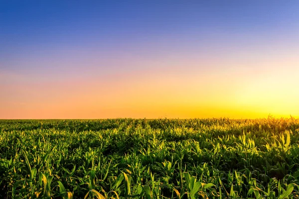 Rangées Jeunes Maïs Dans Champ Agricole Coucher Lever Soleil Paysage — Photo