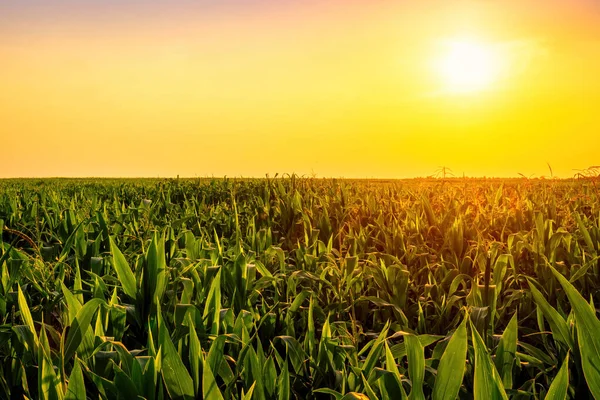 Rangées Jeunes Maïs Dans Champ Agricole Coucher Lever Soleil Paysage — Photo