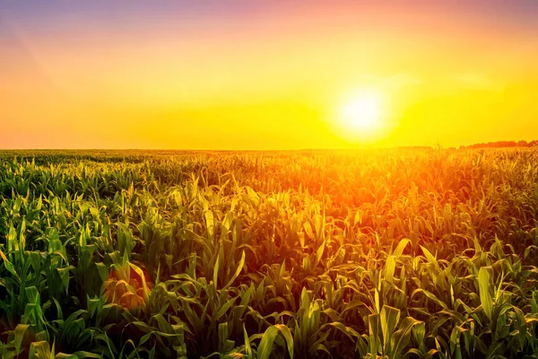 Rangées Jeunes Maïs Dans Champ Agricole Coucher Lever Soleil Paysage — Photo