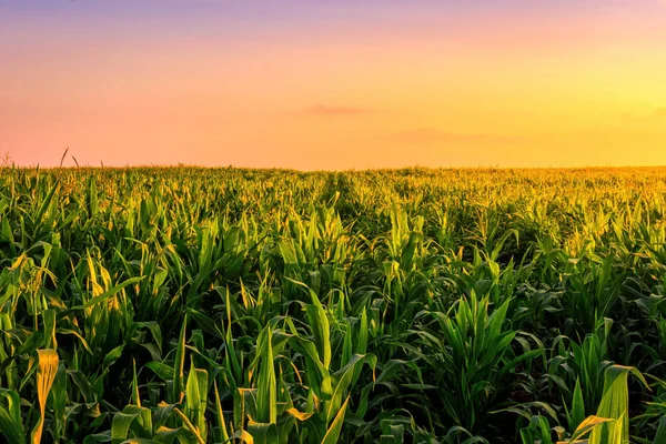 Rangées Jeunes Maïs Dans Champ Agricole Coucher Lever Soleil Paysage — Photo