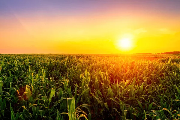 Filas Maíz Joven Campo Agrícola Atardecer Amanecer Paisaje Rural — Foto de Stock