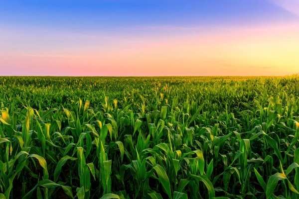 Rangées Jeunes Maïs Dans Champ Agricole Coucher Lever Soleil Paysage — Photo