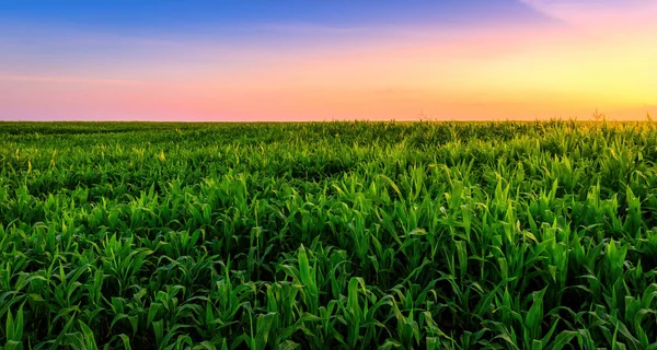 Rangées Jeunes Maïs Dans Champ Agricole Coucher Lever Soleil Paysage — Photo