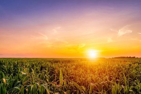 Rangées Jeunes Maïs Dans Champ Agricole Coucher Lever Soleil Paysage — Photo