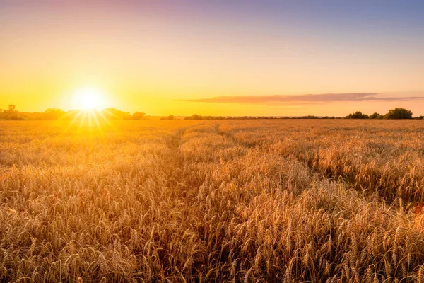 Puesta Sol Salida Del Sol Campo Agrícola Con Orejas Centeno — Foto de Stock