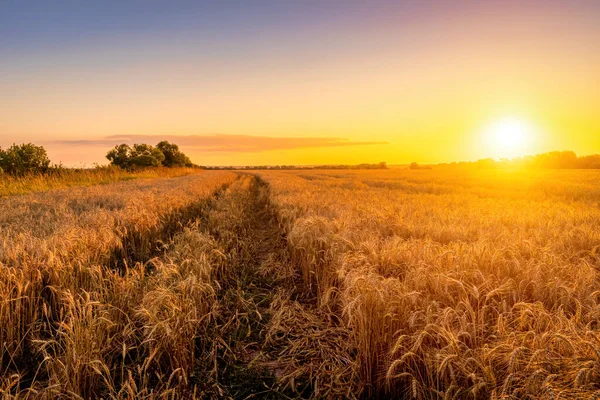 Pôr Sol Nascer Sol Campo Agrícola Com Orelhas Centeio Dourado — Fotografia de Stock