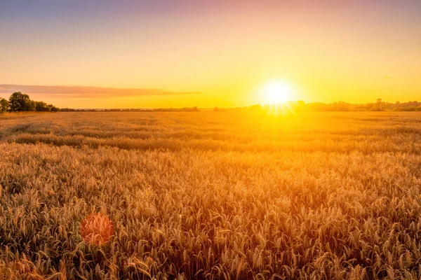 Solnedgång Eller Soluppgång Ett Jordbruksfält Med Öron Ung Gyllene Råg — Stockfoto