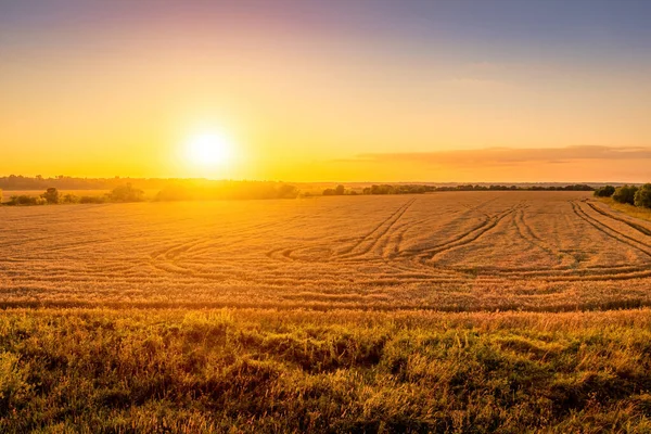 Vista Dall Alto Tramonto Alba Campo Agricolo Con Orecchie Giovane — Foto Stock