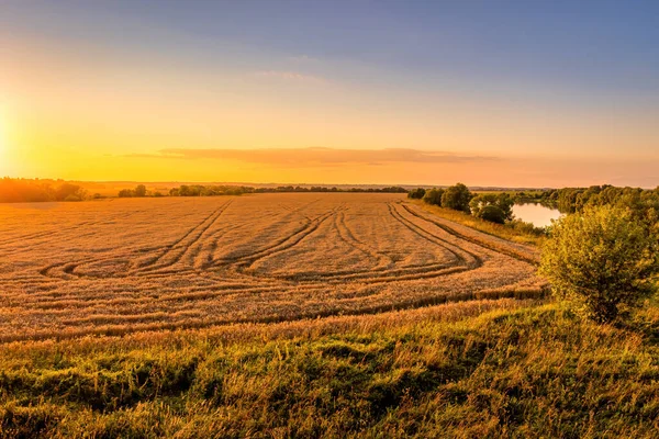Bovenaanzicht Van Een Zonsondergang Zonsopgang Een Agrarisch Veld Met Oren — Stockfoto