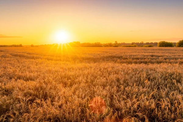 Sonnenuntergang Oder Sonnenaufgang Einem Landwirtschaftlichen Feld Mit Ähren Des Jungen — Stockfoto