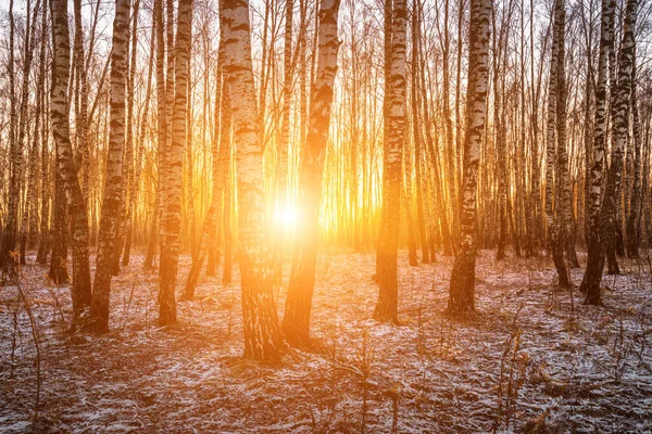 Sonnenuntergang Oder Sonnenaufgang Einem Birkenhain Mit Dem Ersten Schnee Auf — Stockfoto